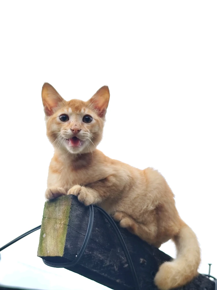 GIF încărcat de F