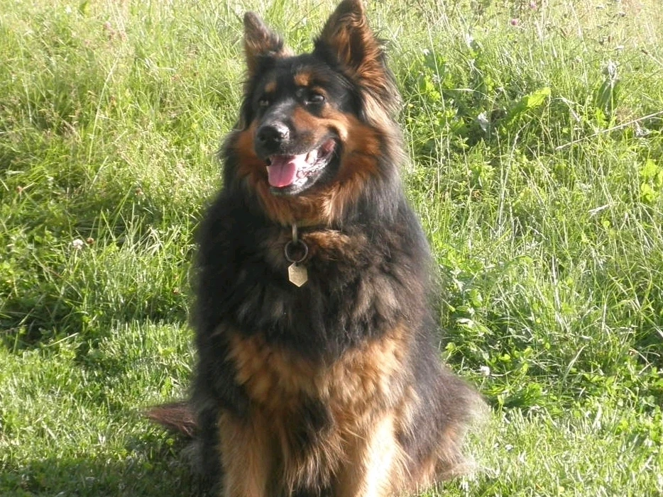 Качено от Rene