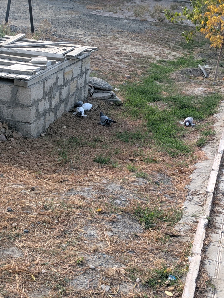 GIF yaikidwa ndi Katerina