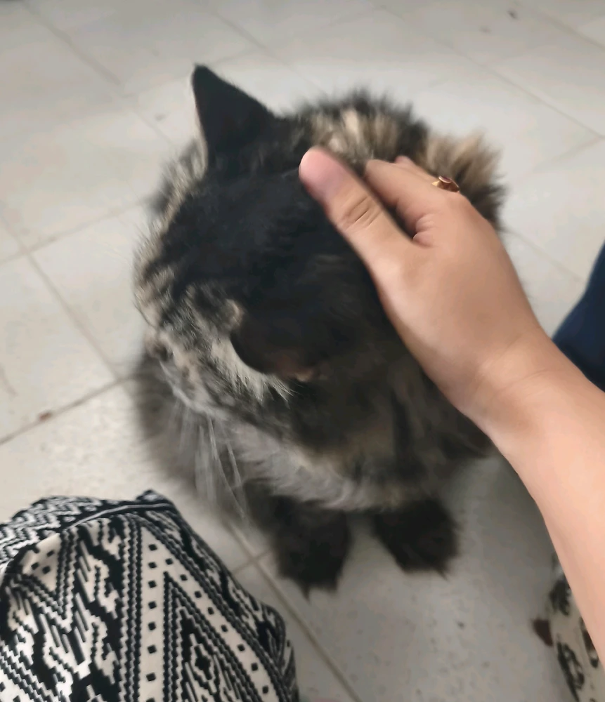 GIF-tiedoston lisäsi Kan Bunny(⁠ ⁠ꈍ⁠ᴗ⁠ꈍ⁠)カンイヤー