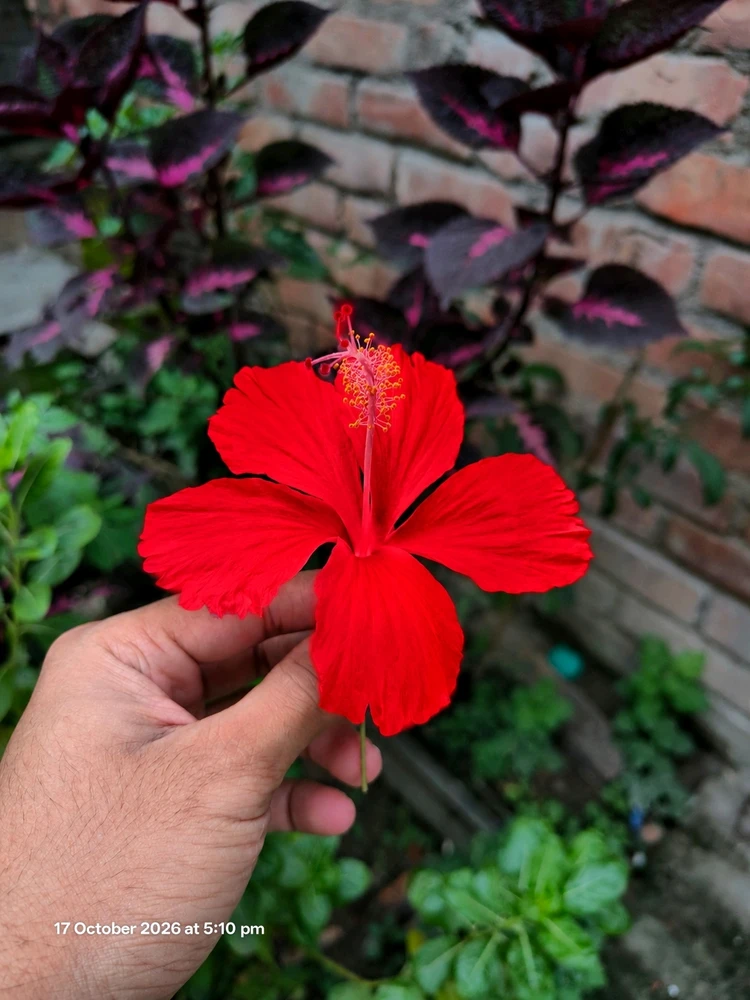 Выява загружана Anup Golder