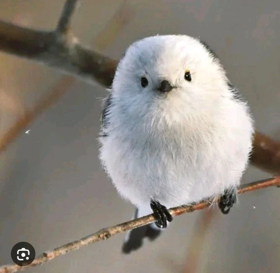 GIF жүктеген Jeniffer