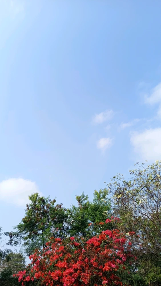 GIF Ais tarapyndan ýüklenen