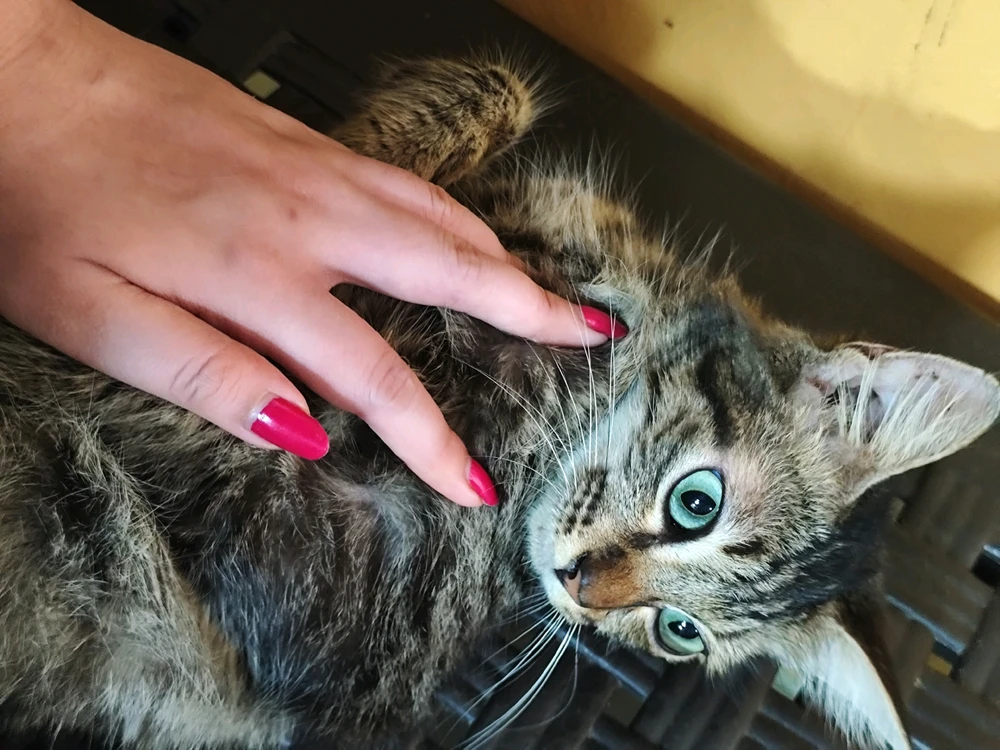 GIF-tiedoston lisäsi Min