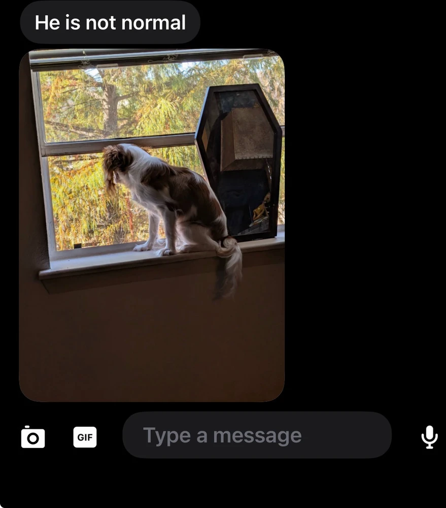 GIF-tiedoston lisäsi Iris