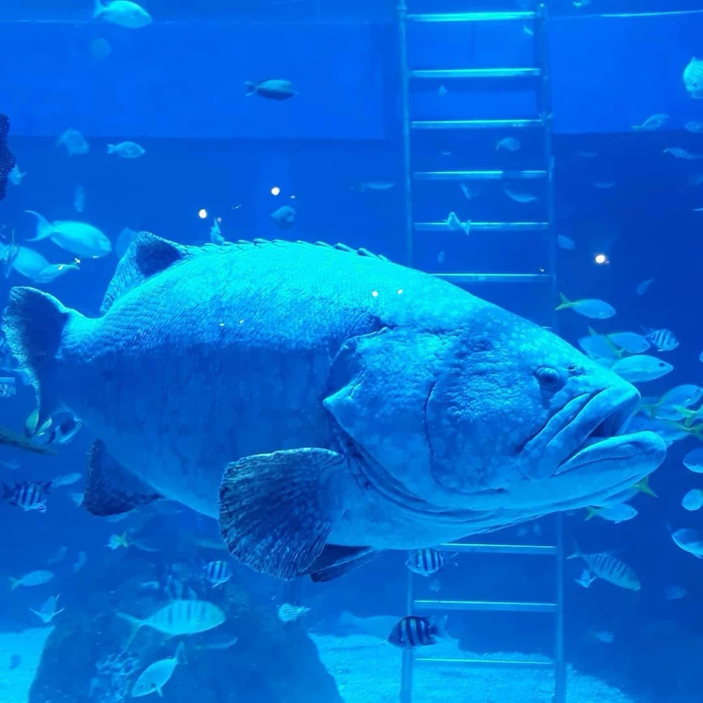 Ishusho yashyizweho na DeepBlueSea