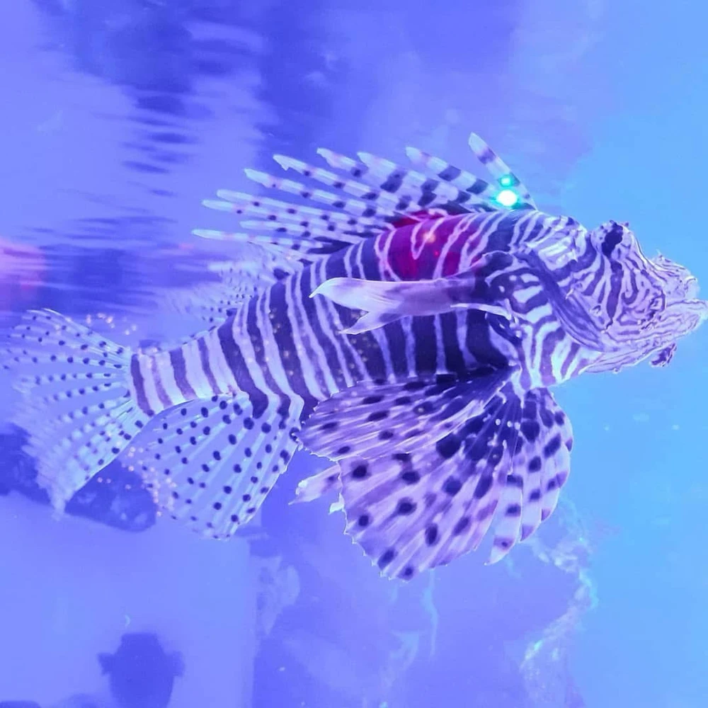 Ishusho yashyizweho na DeepBlueSea