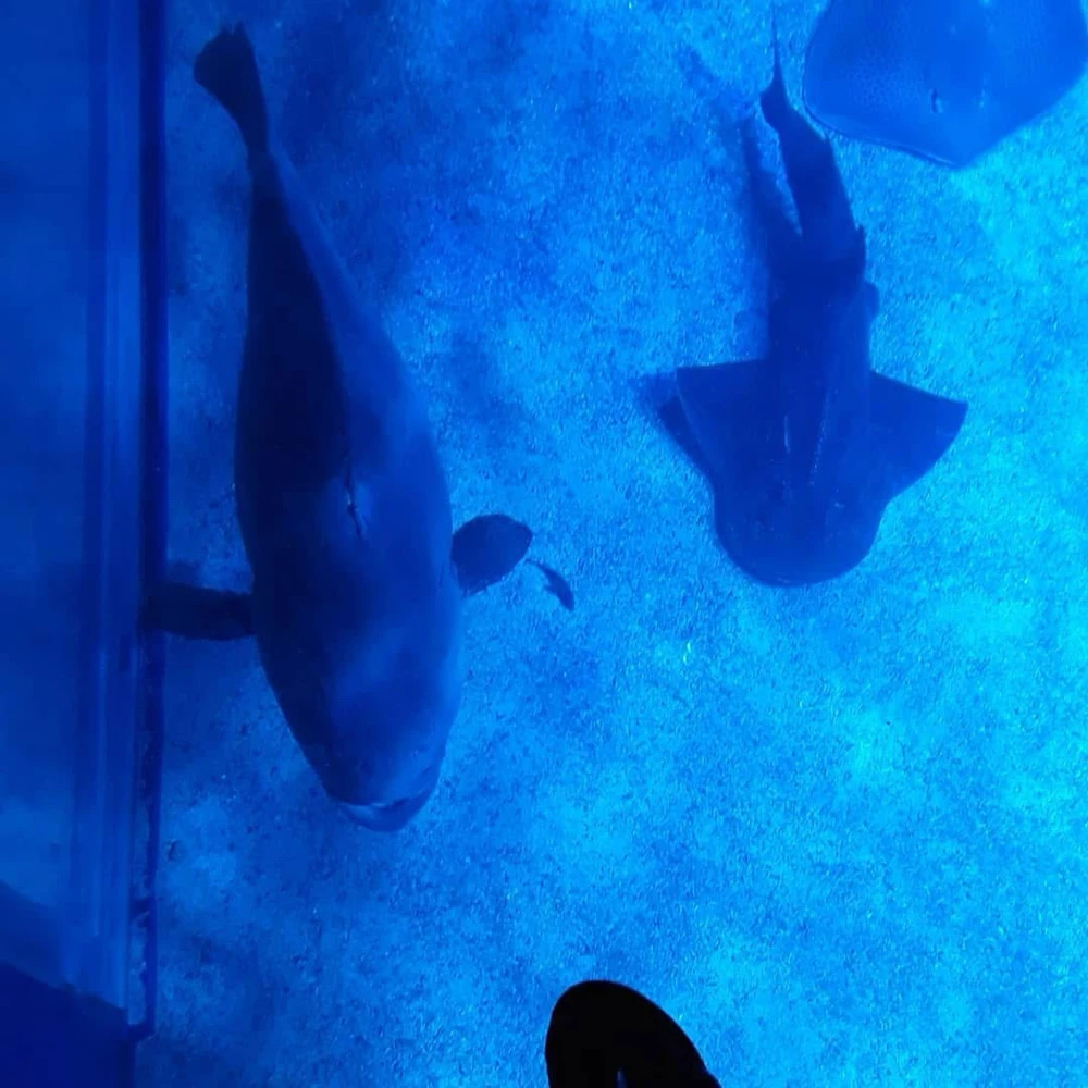 Ishusho yashyizweho na DeepBlueSea