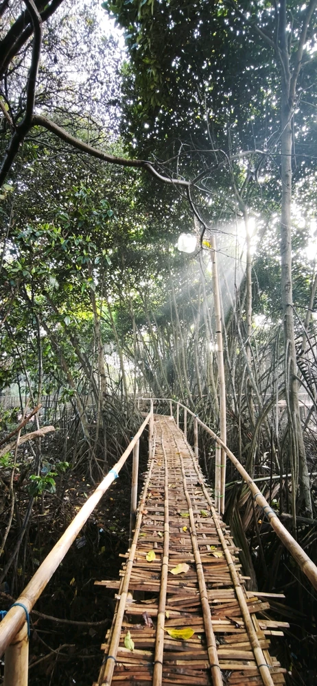 Baros Beach's Mangrove Swamp.