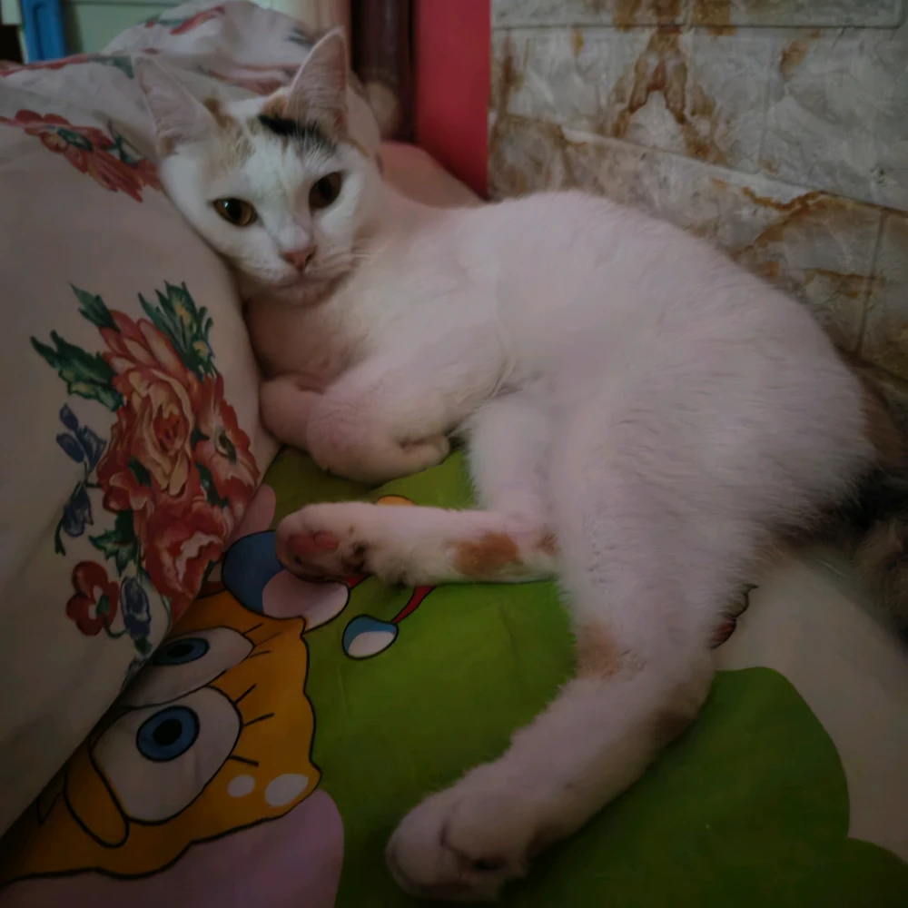 GIF pujat per Del