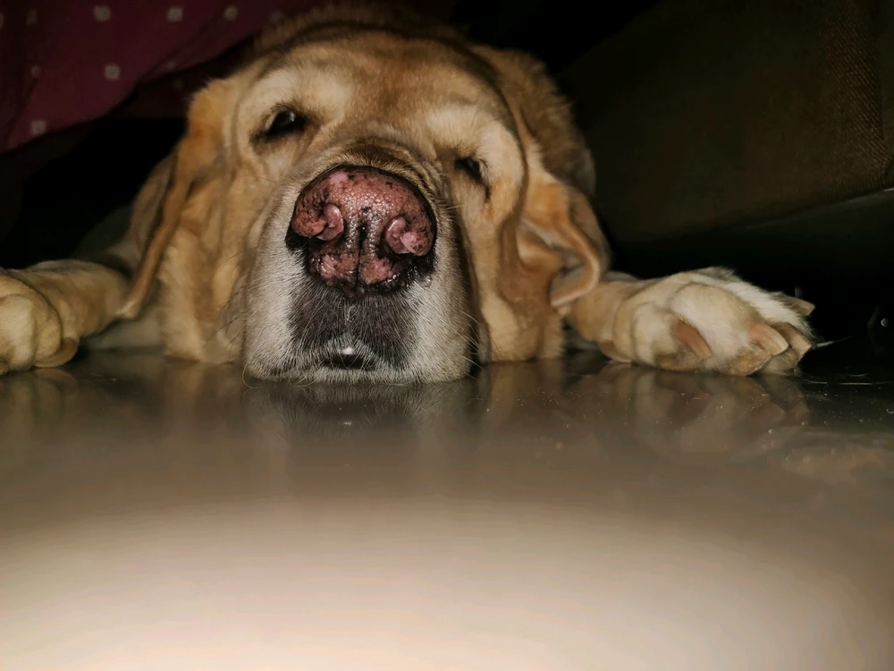 GIF nahral RJ