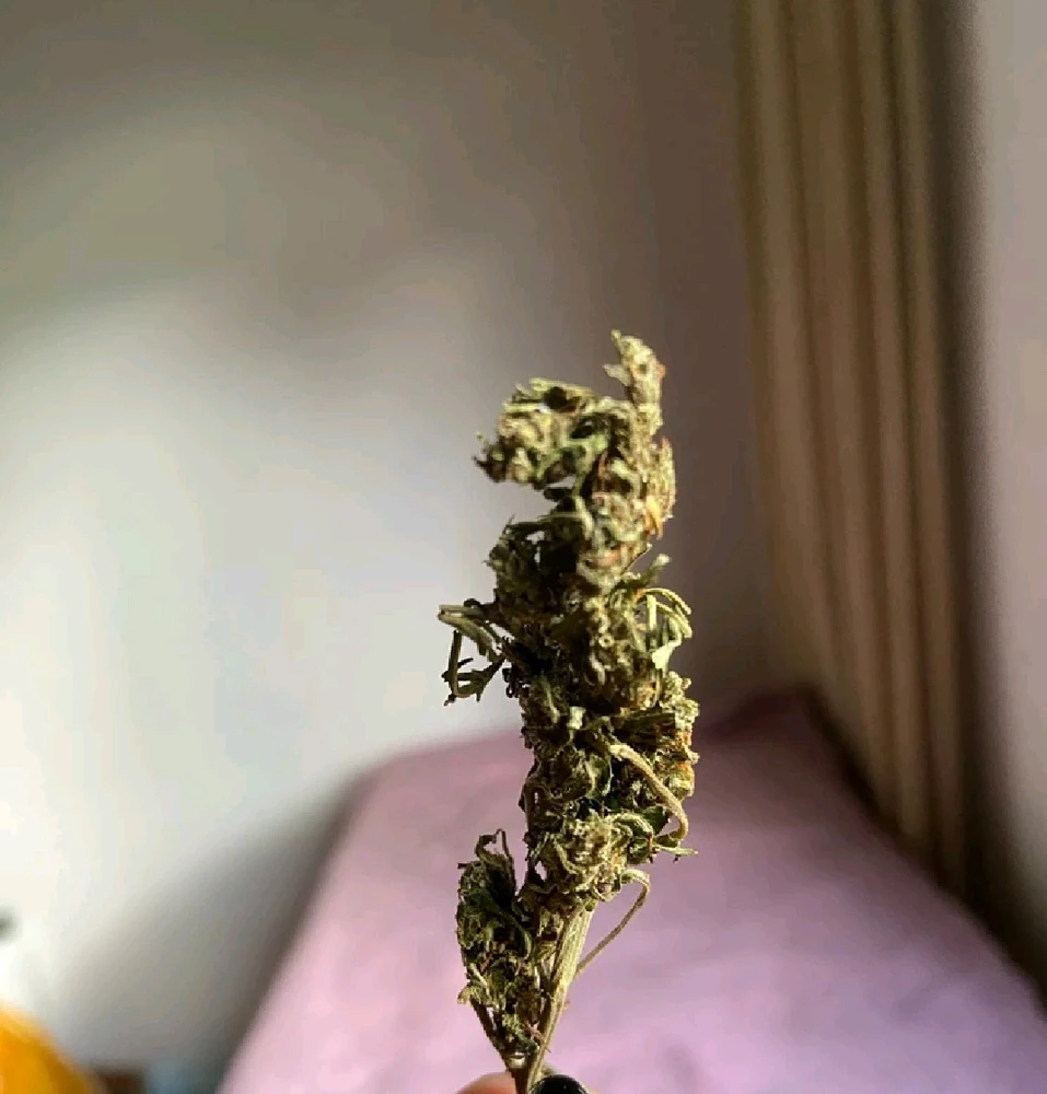 GIF uaslódáilte ag Vikram