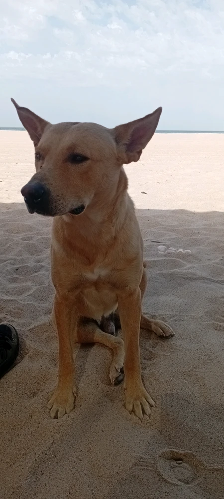 Chachis Rodriguez(e)k igotako irudia