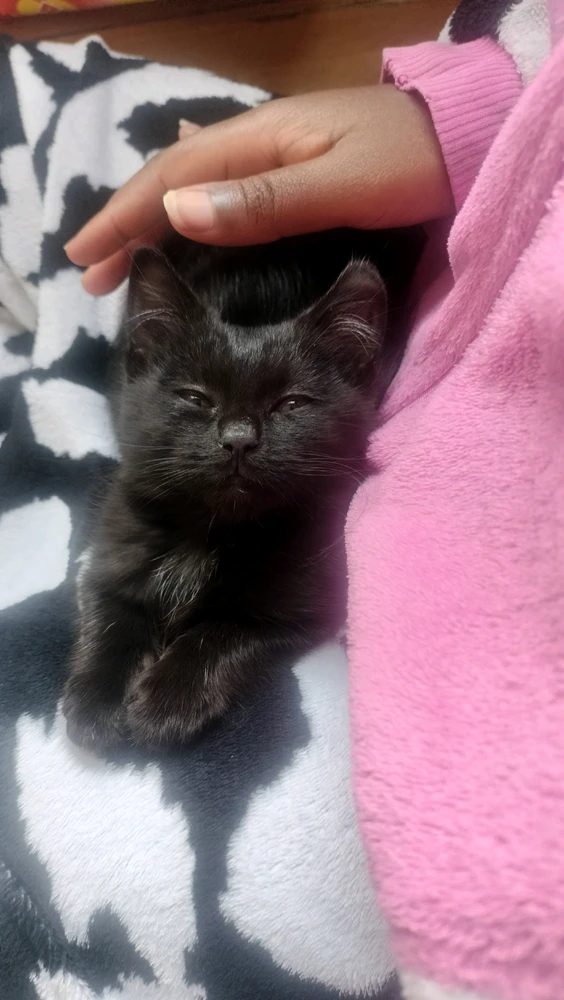 GIF įkėlė Pixie