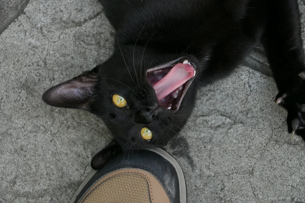 Niekがアップロードした画像
