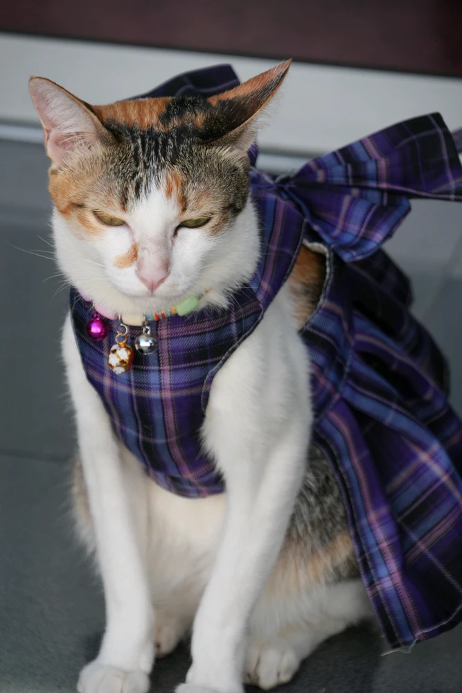 Niekがアップロードした画像
