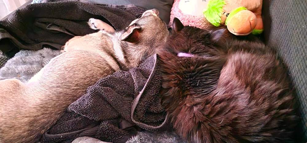 GIF uploaded by Regine