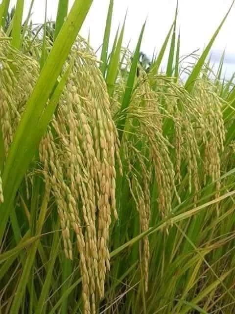 ANNA द्वारा अपलोड की गई तस्वीर