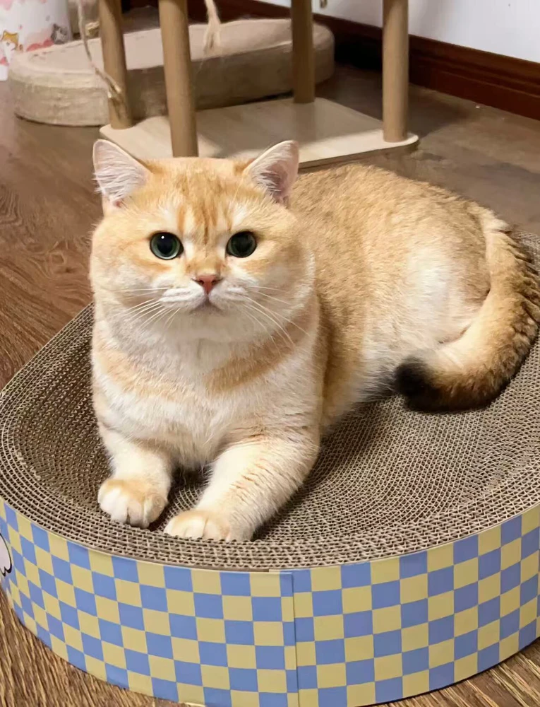 晓瑞 نے GIF اپ لوڈ کی