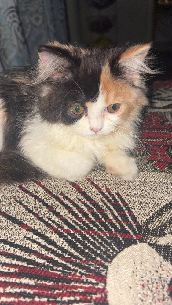 GIF uploaded by Rahul Chauhan