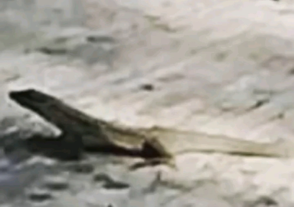 Christian байршуулсан GIF