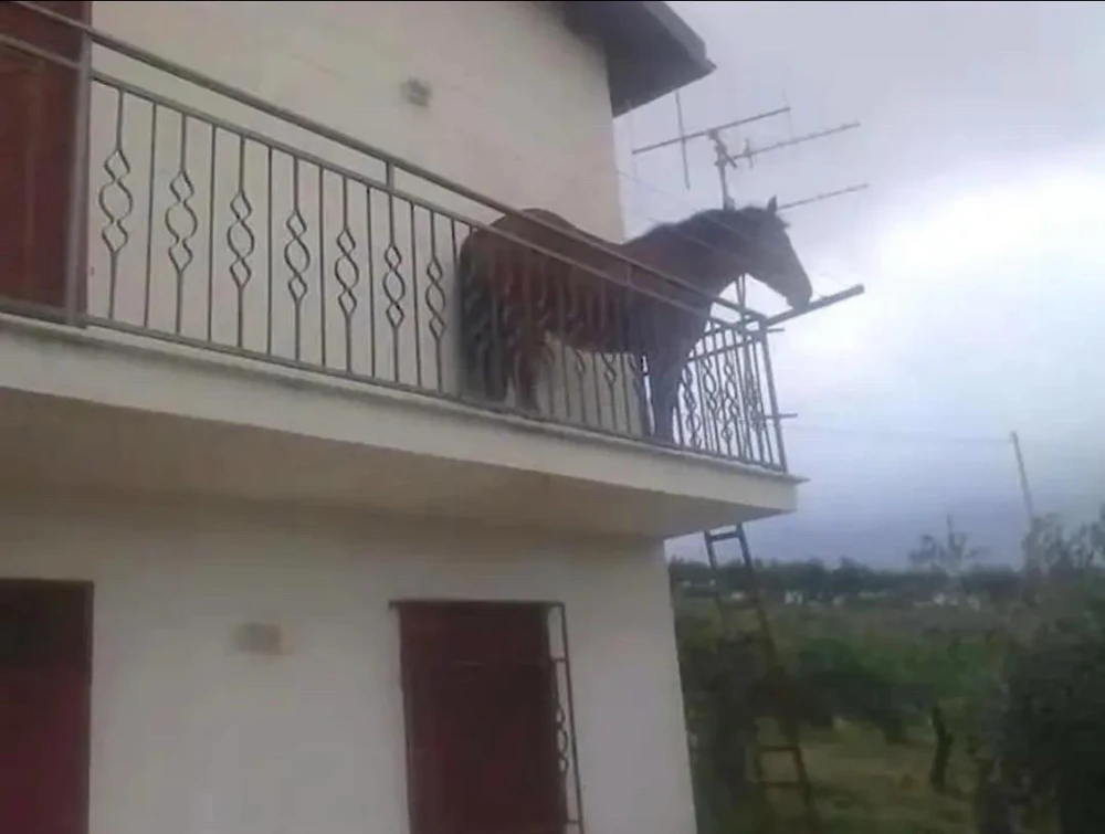 ŞAHİN байршуулсан GIF