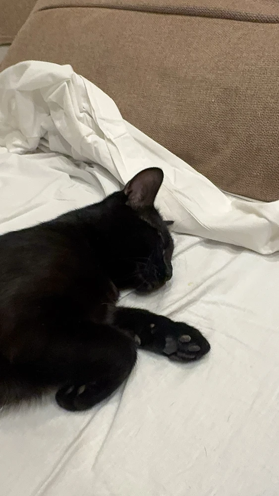 GIF загрузил Md Masfikur