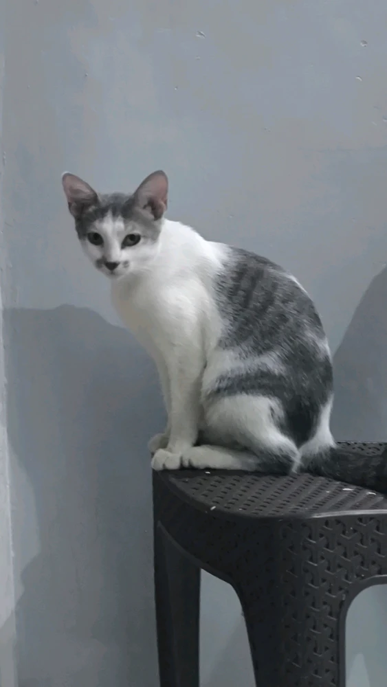 GIF e kentsoeng ke Blue