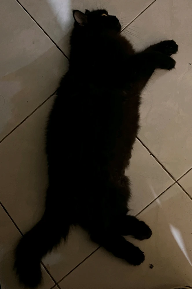 GIF e kentsoeng ke Eva