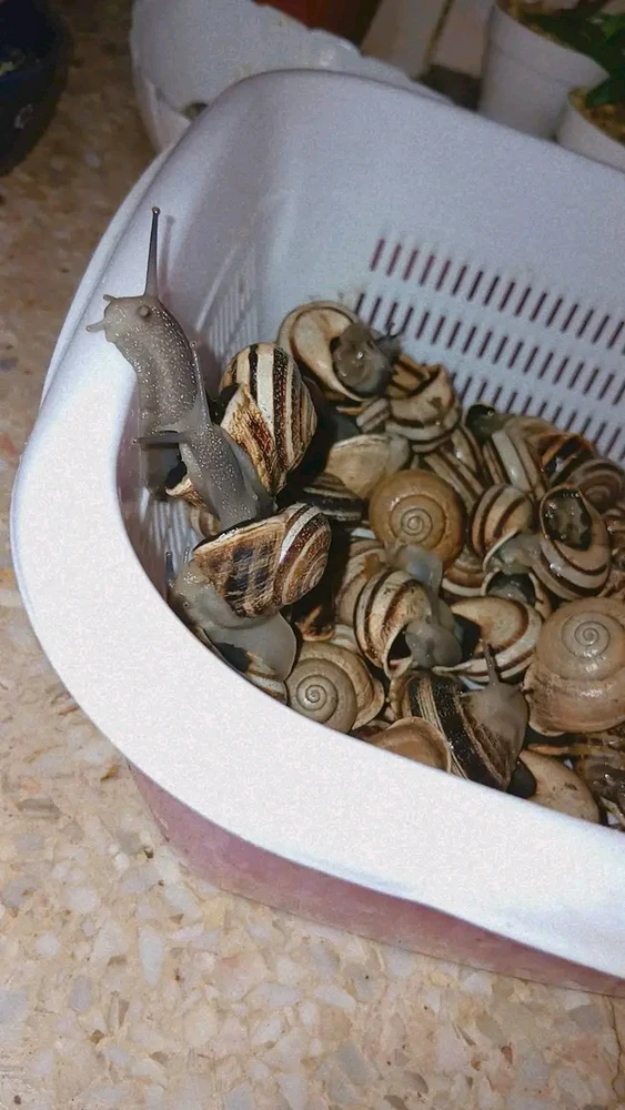 𝑳𝒊𝒏𝒅𝒂 laadis üles pildi