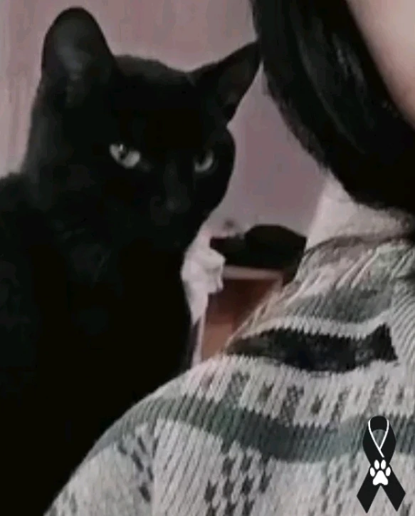 GIF eropgeluede vum Michell