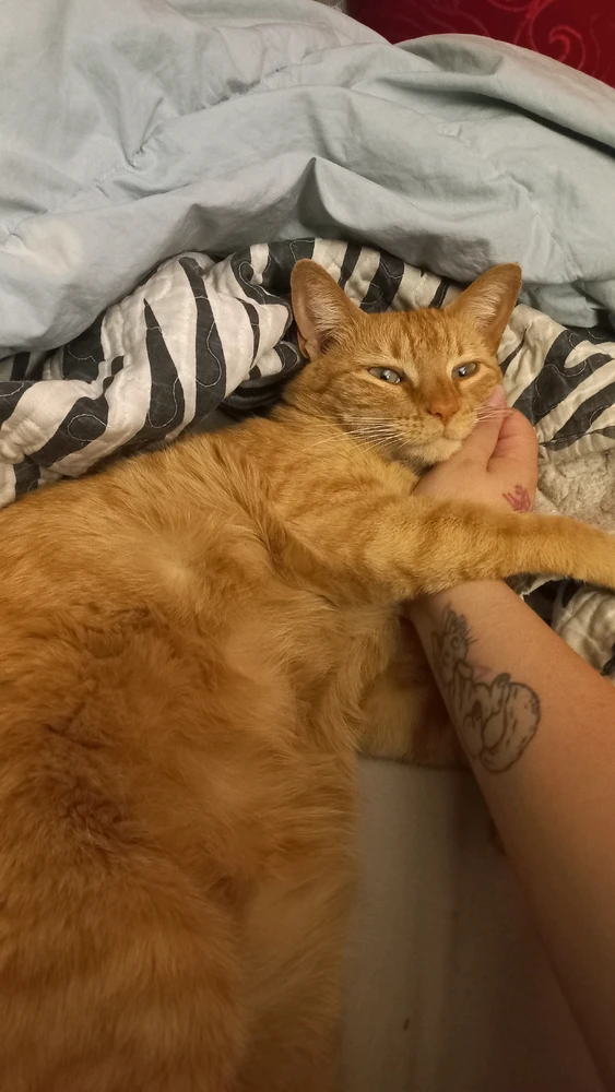 GIF آپلود شده توسط Cat