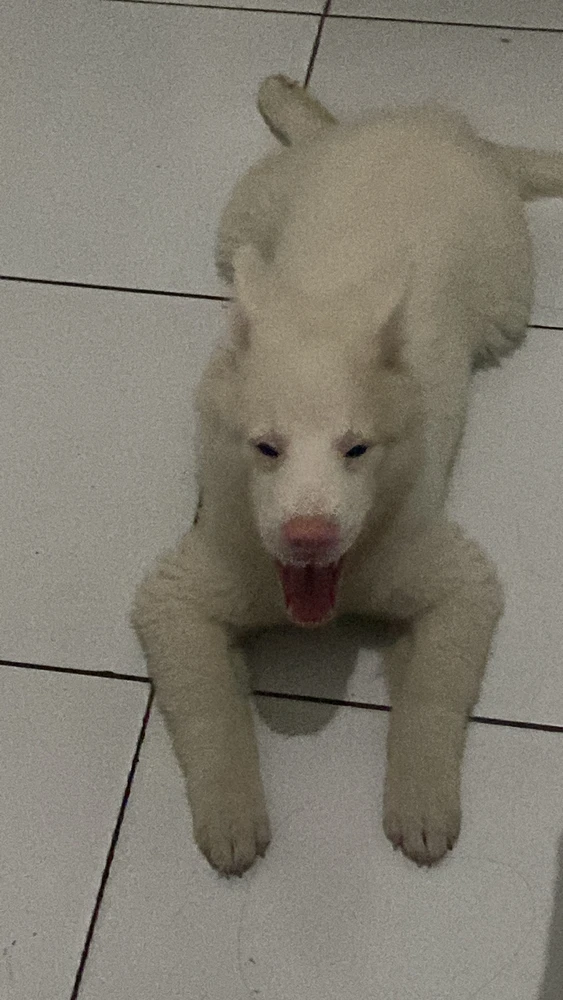 GIF įkėlė Nat