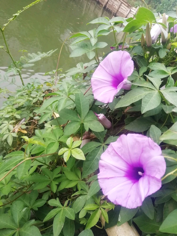 Gambar diunggah ku Amyoktaviana