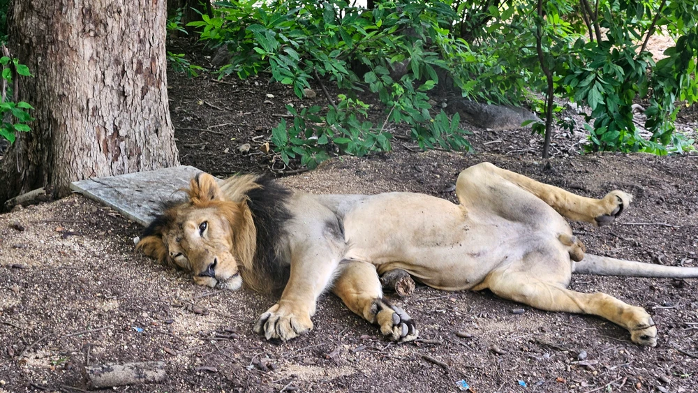 GIF pujat per Leo