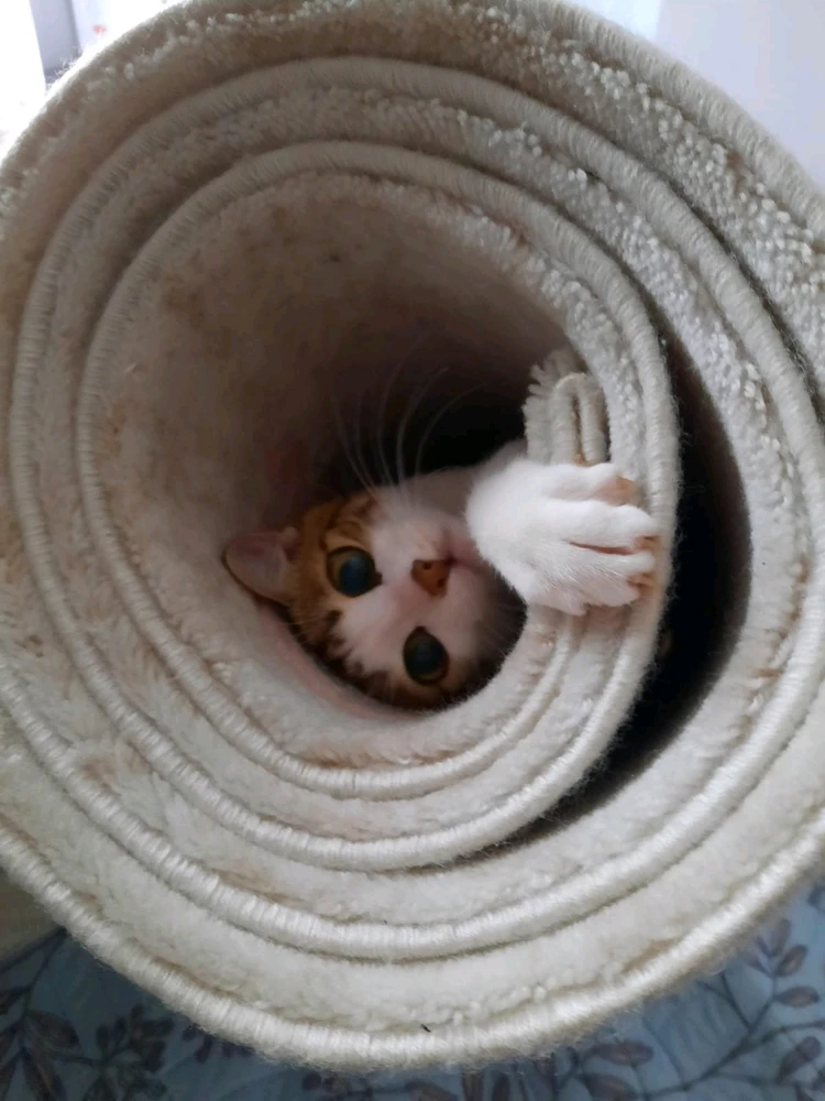 Emir님이 올린 GIF