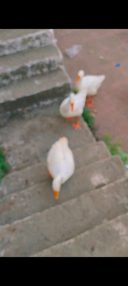 GIF diunggah oleh Nain