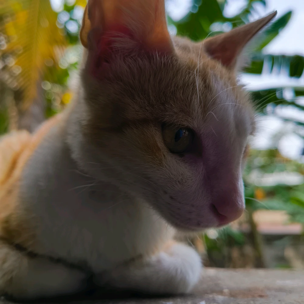GIF ilipakiwa na Aki