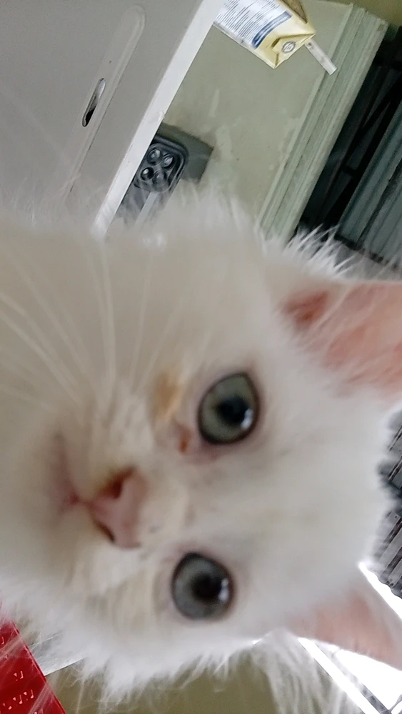 GIF oplaad troch July