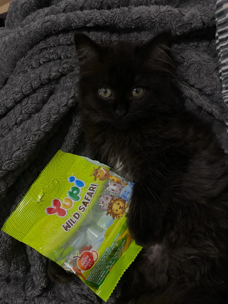 GIF eropgeluede vum Ida