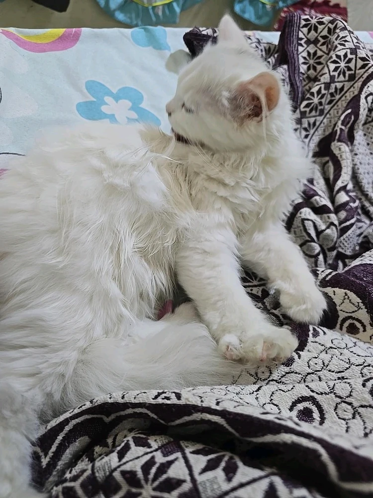 Gambar diunggah ku Hassan