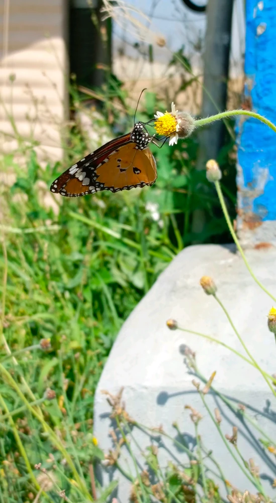 𝑨𝒏𝒆𝒆𝒍.. ಅಪ್‌ಲೋಡ್ ಮಾಡಿದ GIF