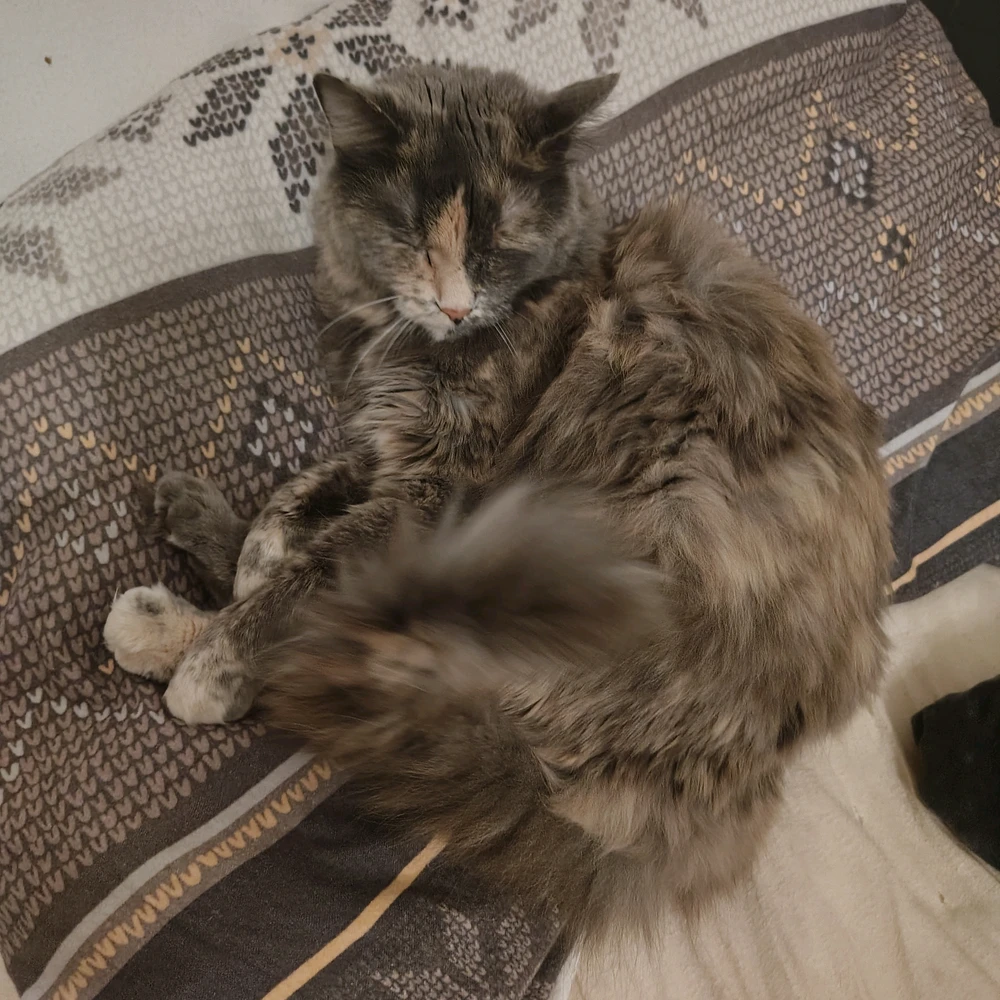 GIF diunggah ku Sirius