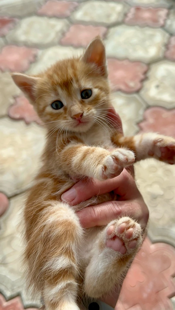 GIF diunggah ku ONUR