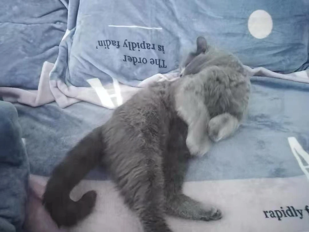 GIF įkėlė Thea