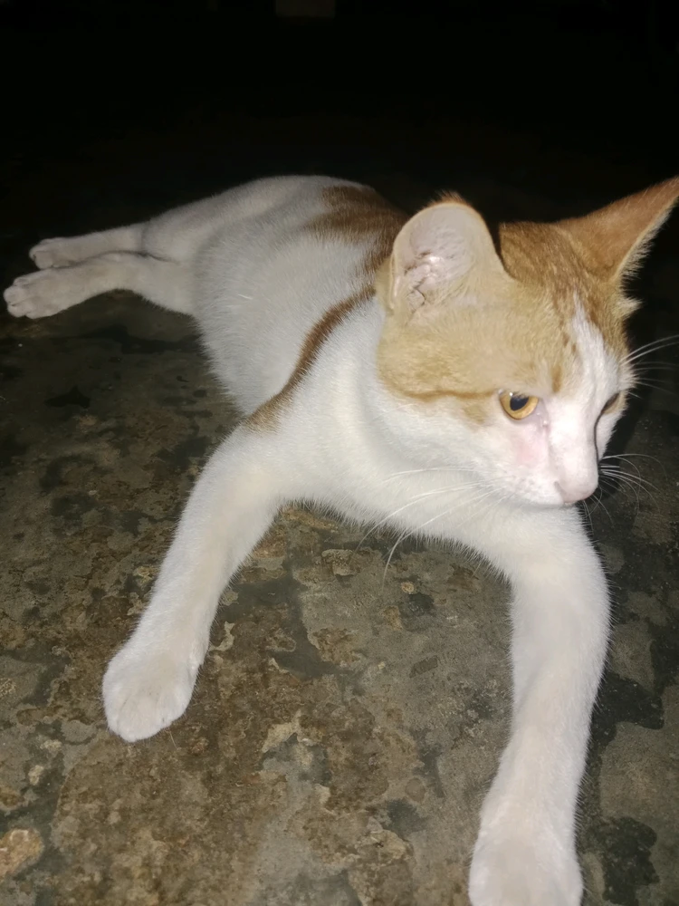GIF yaikidwa ndi Anis