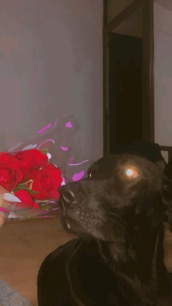 GIF uploaded by Nikita