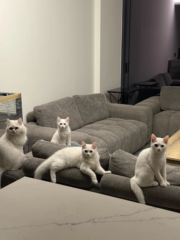GIF na auina ae e shyam