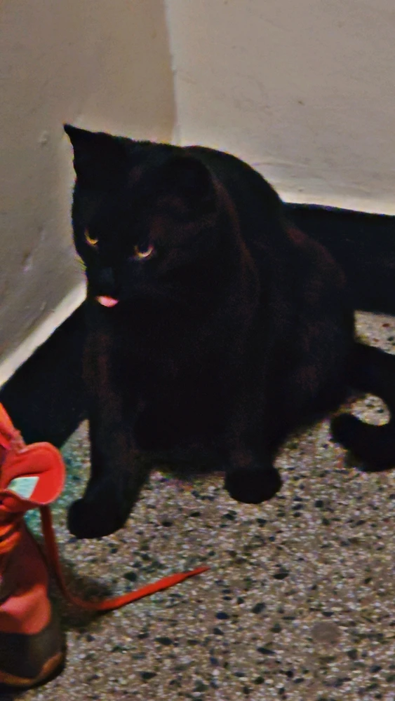 GIF učitao/la Zdravko