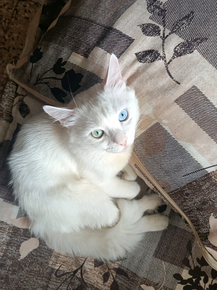 GIF dodany przez Kun iheb